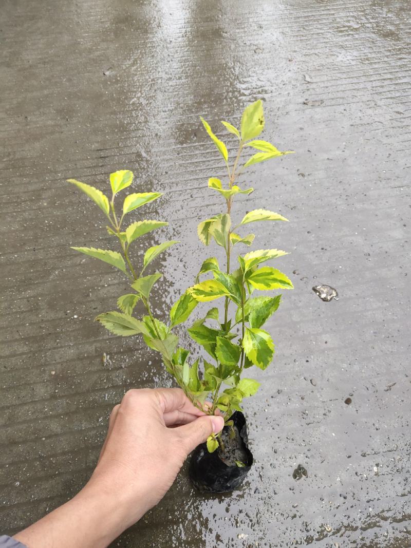 花叶连翘，四川花叶连翘基地出售，成都花叶连翘批发价格