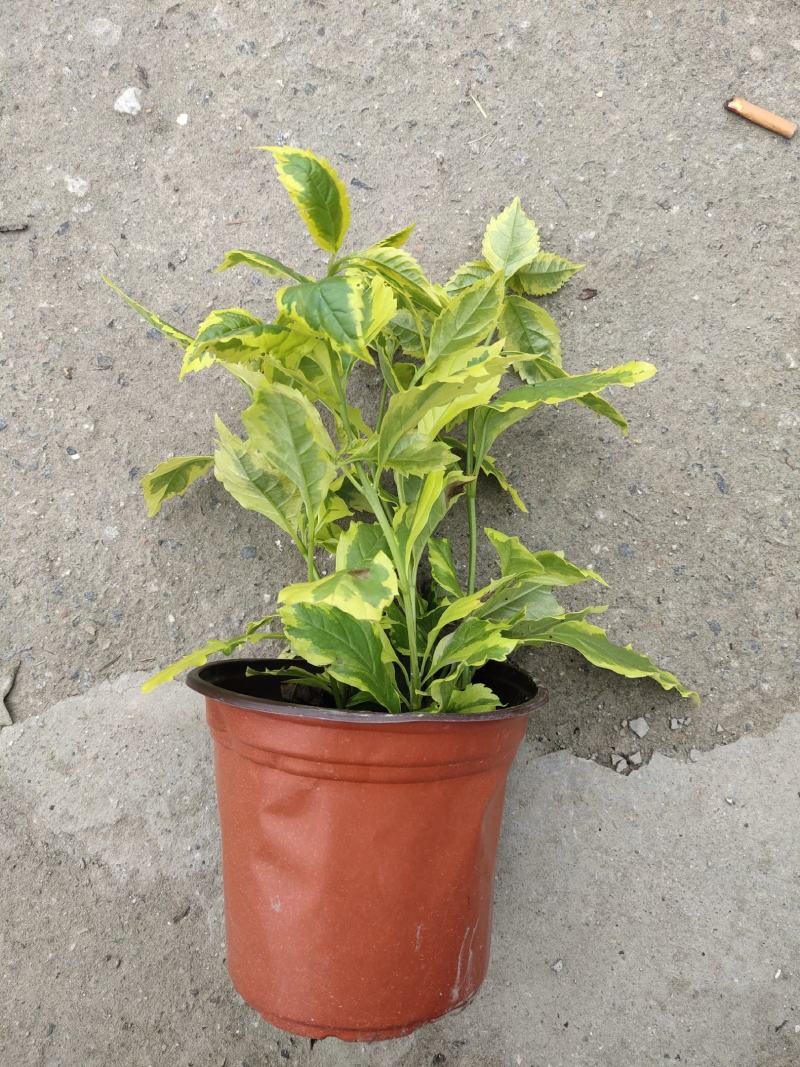 花叶连翘，四川花叶连翘基地出售，成都花叶连翘批发价格