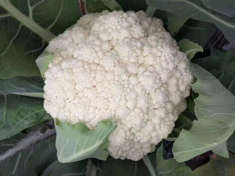 砀山县有机花菜，青梗小米粒，大棚有机花菜，白面，基地批发