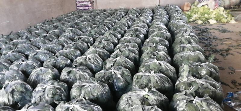 西兰花上市了，今年湖北西兰花品质好，标准高