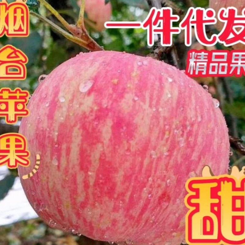 栖霞红富士苹果，产地直发，货源充足，诚信合作，电商代发