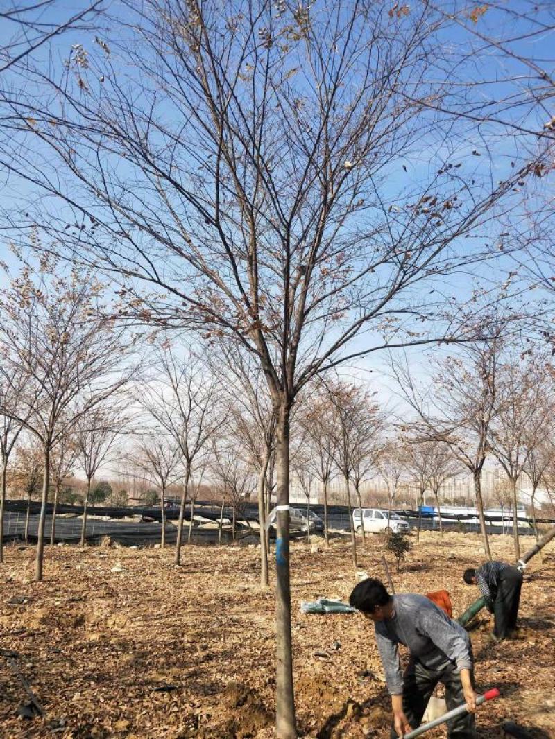 十公分精品榉树起货中一手货源无中间商差价