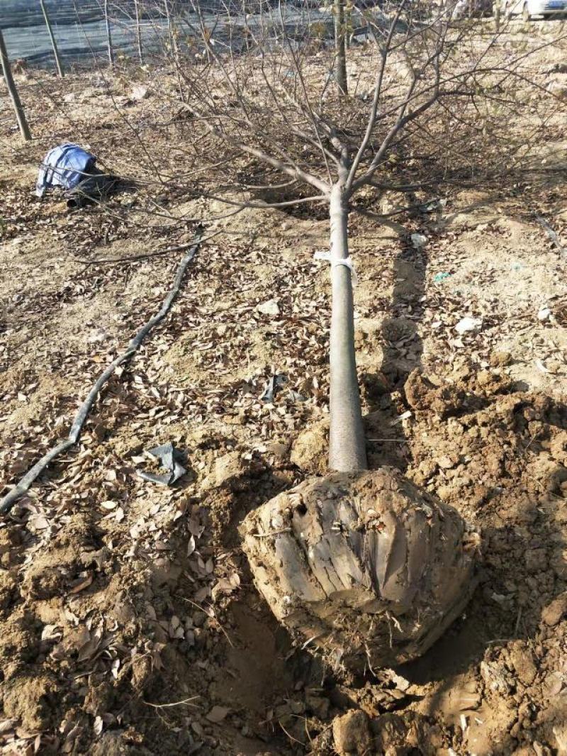 十公分精品榉树起货中一手货源无中间商差价
