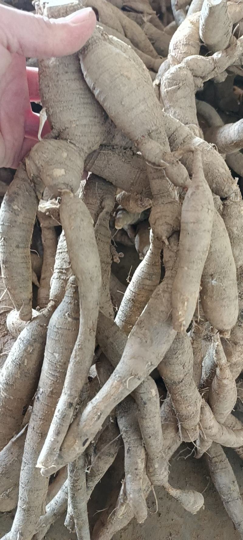 仿野牛精品靓仔货甘甜可口一手货源