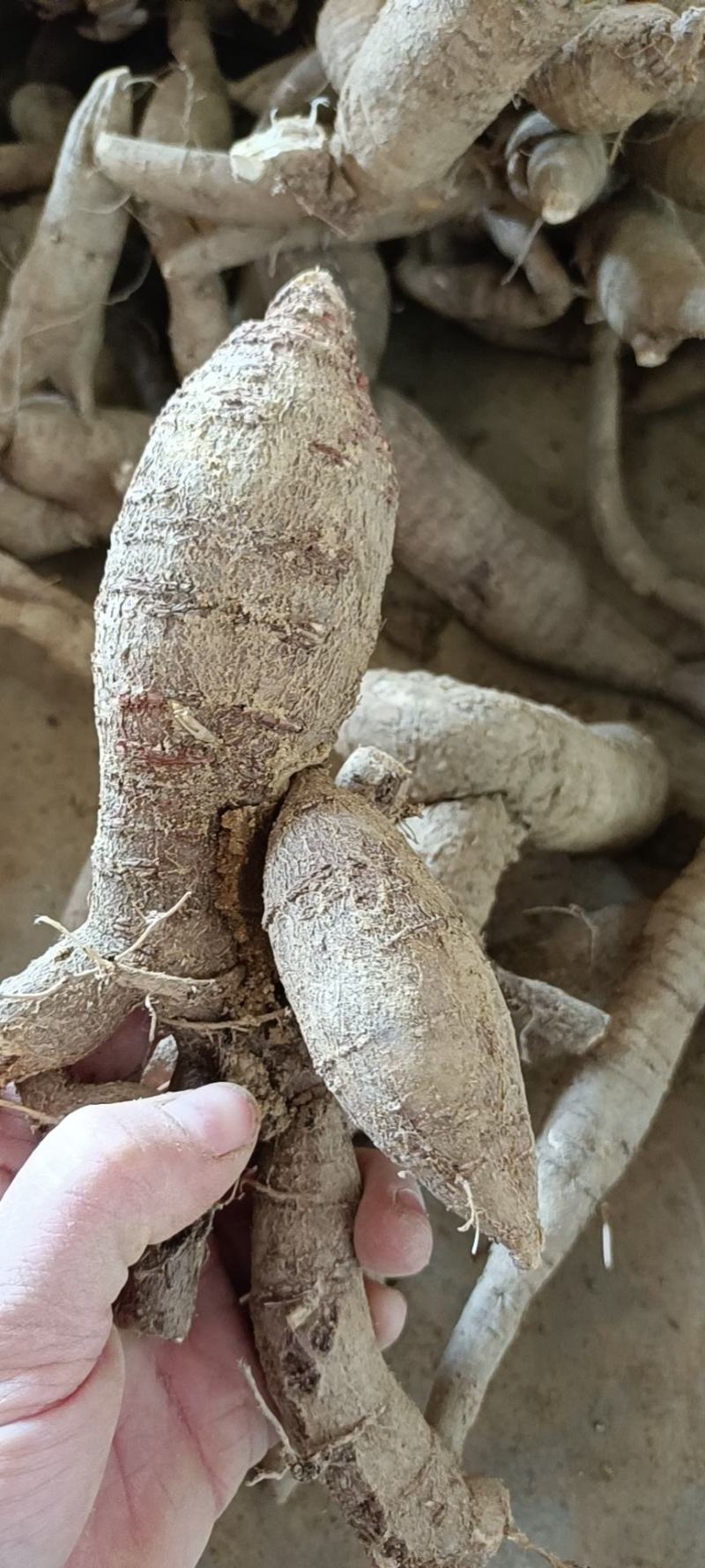 仿野牛精品靓仔货甘甜可口一手货源