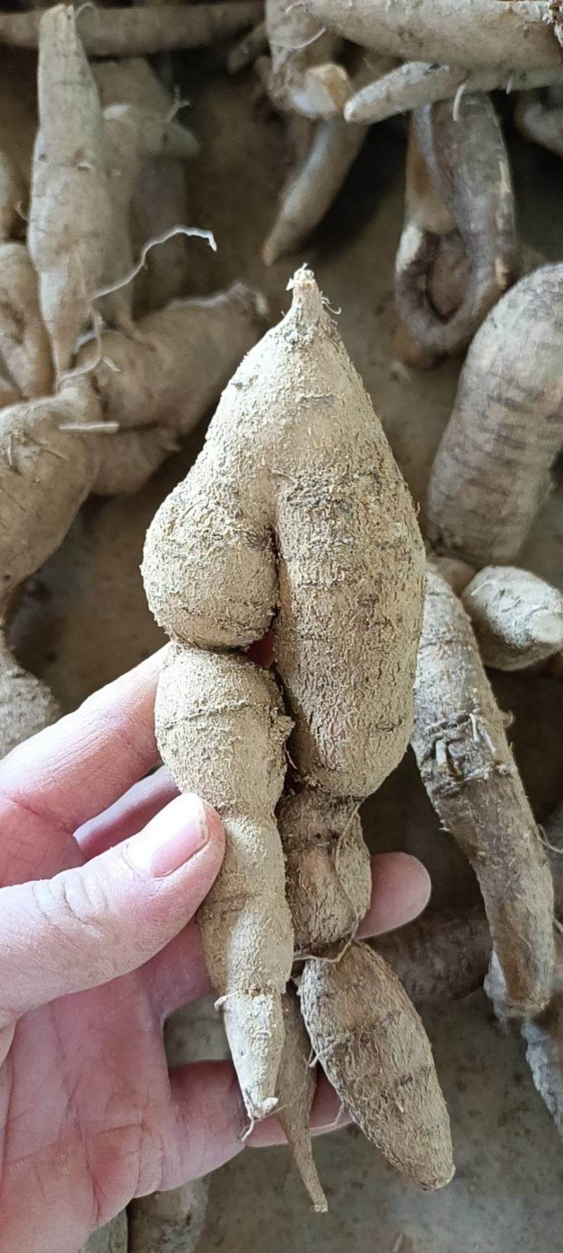 仿野牛精品靓仔货甘甜可口一手货源