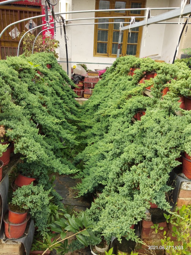 新西兰珍珠柏盆景素材苗批发