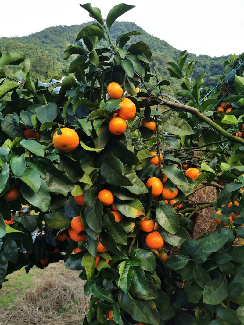 高山上沙糖桔，口感很好，性价比高。
