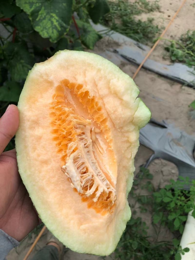 海南精品晓密