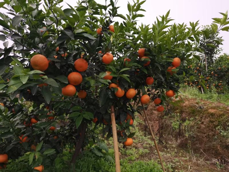 四川沃柑，大量上市，价格美丽，现摘现发，