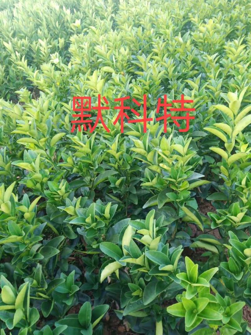 默科特苗，包正宗假一赔十，提供免费种植技术，包成活率