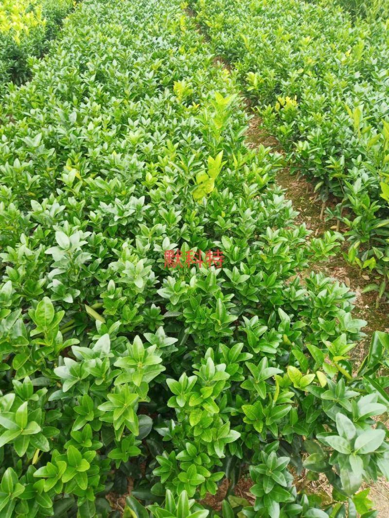 默科特苗，包正宗假一赔十，提供免费种植技术，包成活率