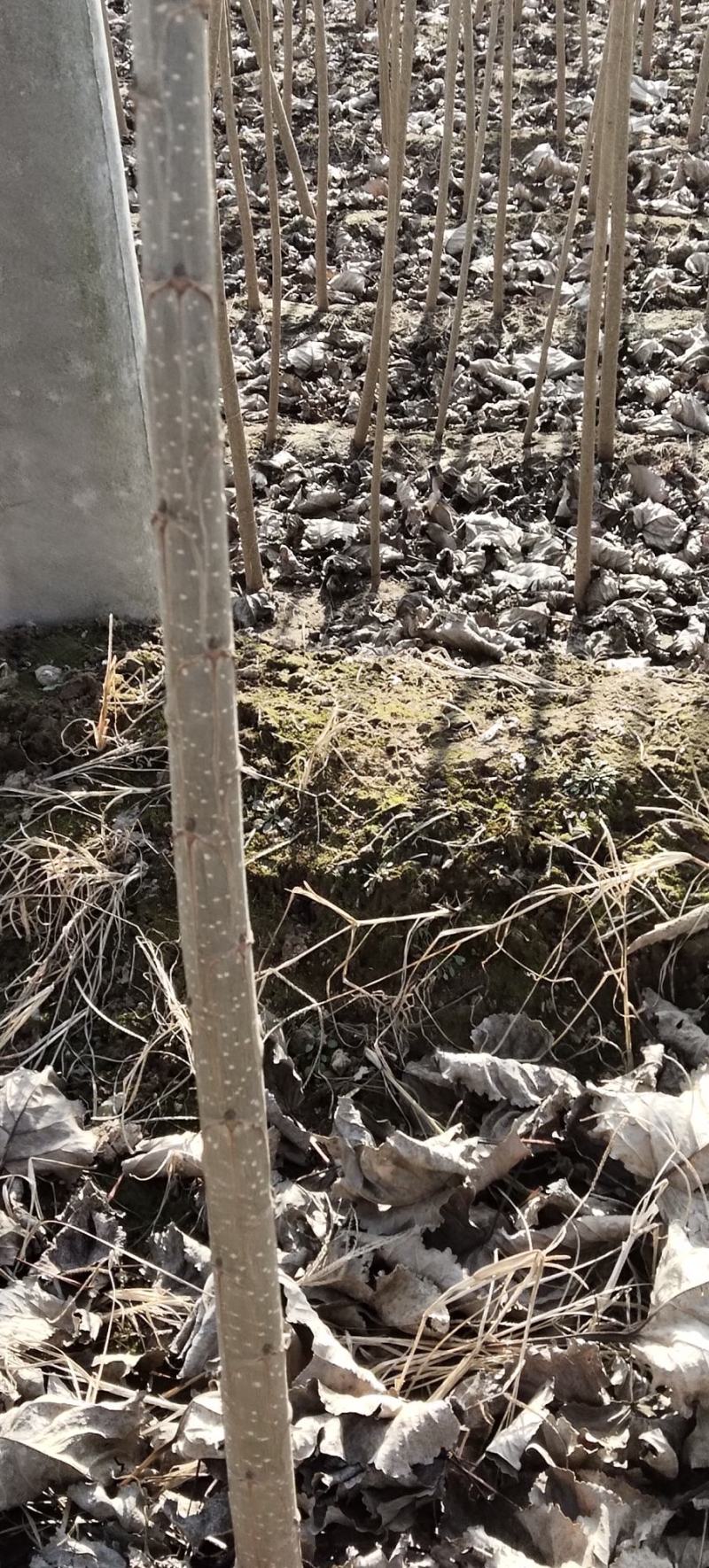 优质杨树苗\\107杨树苗