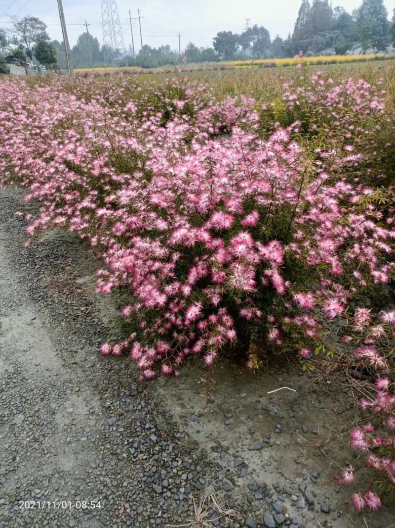 香妃，香水合欢，四川香水合欢基地出售，成都香妃批发价格