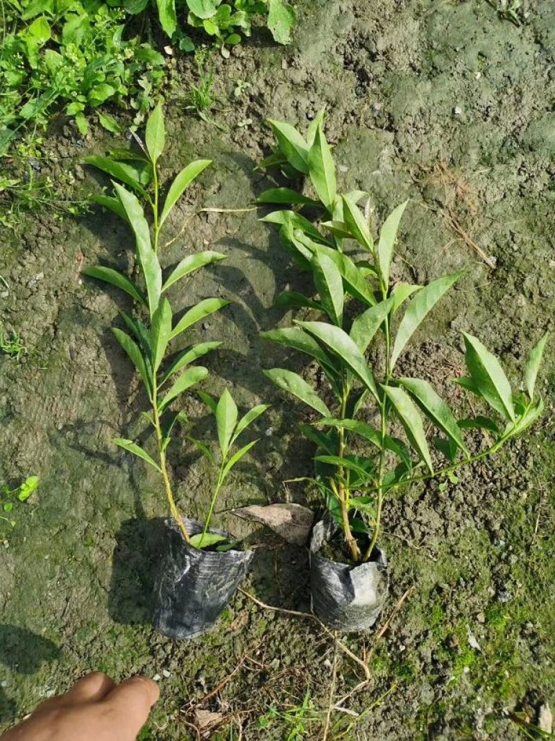 双色茉莉，鸳鸯茉莉，四川茉莉基地出售，成都茉莉批发价格