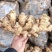 胖孩，山农一号等姜种，大量现货供应全国批发