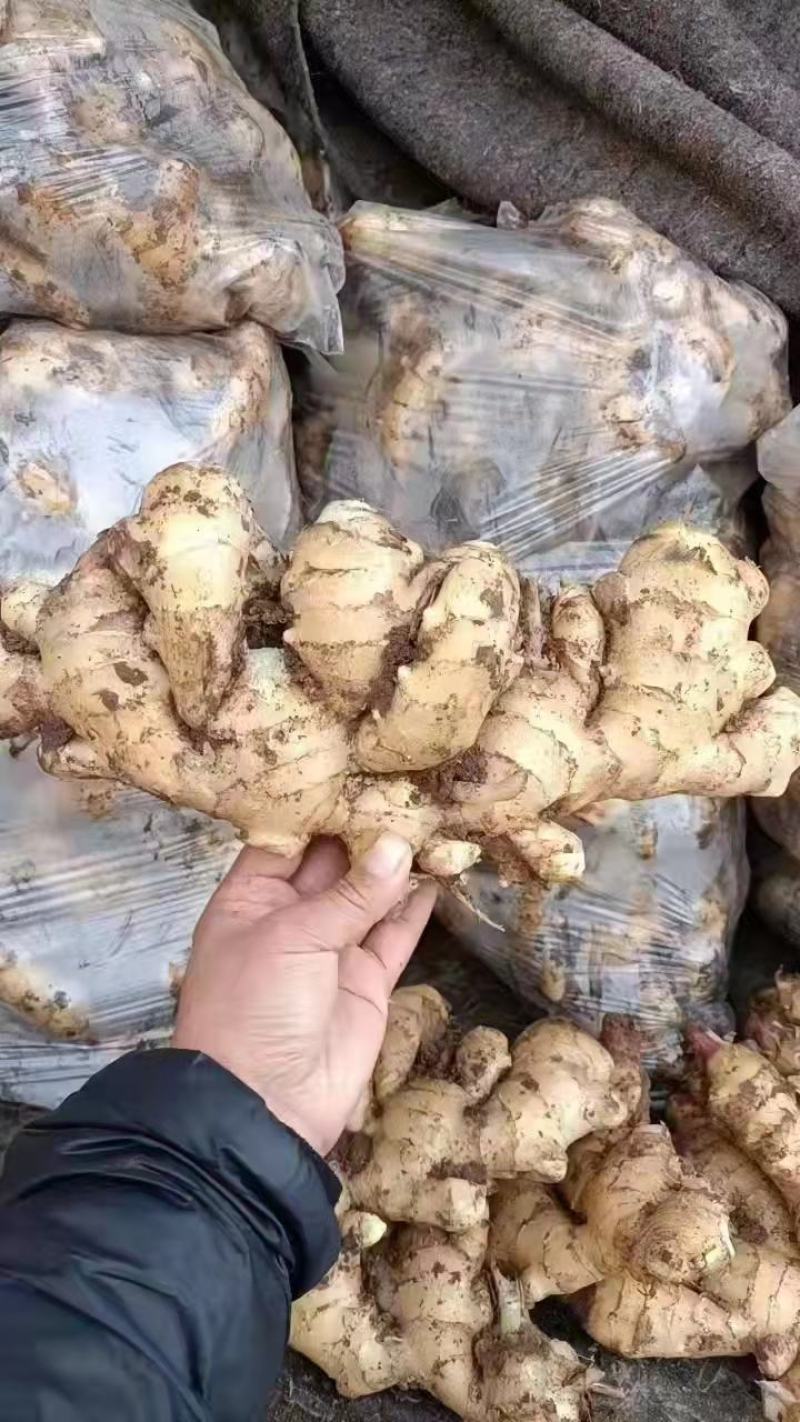 胖孩，山农一号等姜种，大量现货供应全国批发