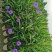 翠芦莉，蓝花草，四川翠芦莉基地出售，成都翠芦莉批发价格