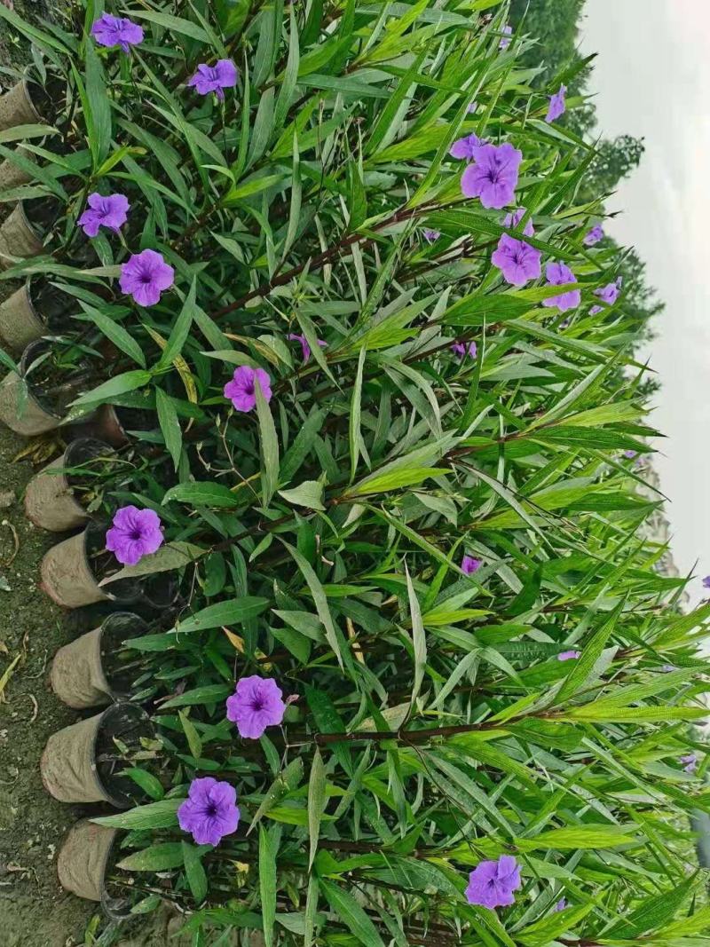 翠芦莉，蓝花草，四川翠芦莉基地出售，成都翠芦莉批发价格