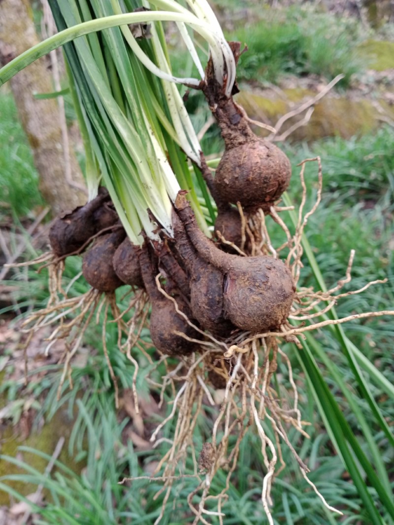 彼岸花石蒜，开花叶不见，见叶花不开，现挖现发货，来电优惠