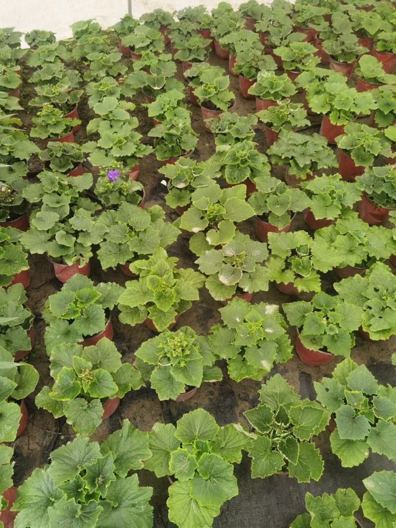 瓜叶菊，千叶莲，四川瓜叶菊基地出售，成都瓜叶菊批发价格