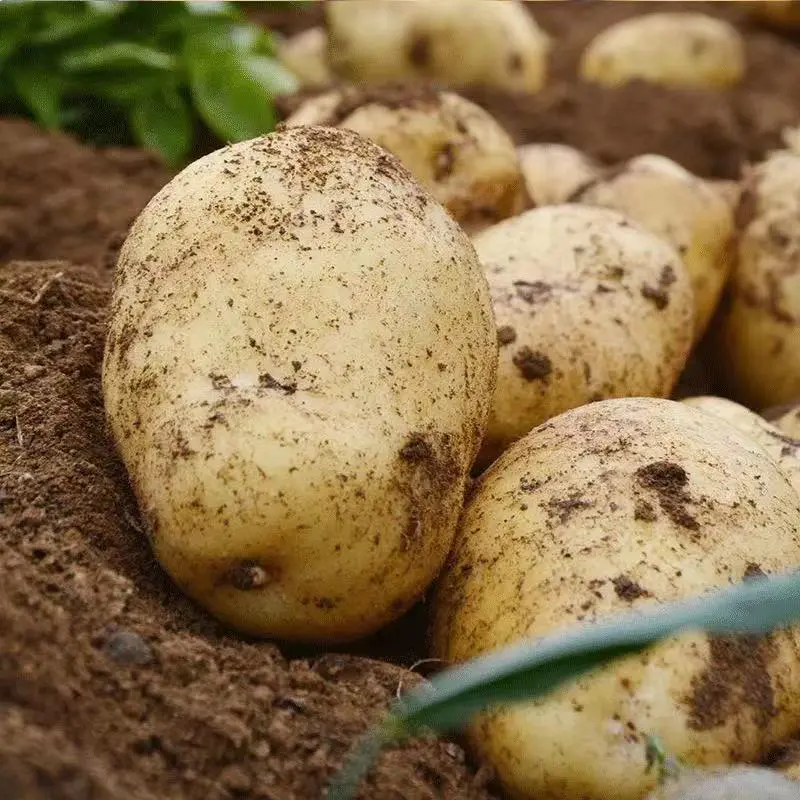 辽宁土豆大量有货荷兰十V7，实验一西深兴佳等多个品种代发