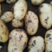 辽宁土豆大量有货荷兰十V7，实验一西深兴佳等多个品种代发