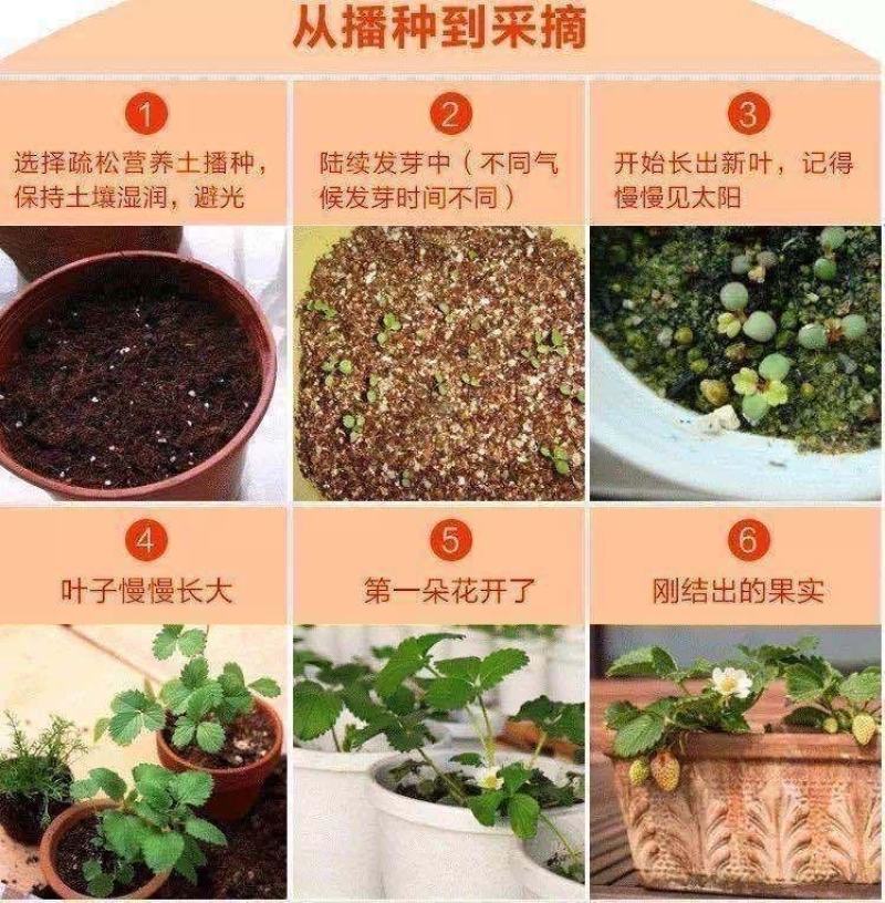 草莓种子红颜草莓白雪公主奶油草莓种籽大果香甜草莓种子水果