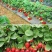 草莓种子红颜草莓白雪公主奶油草莓种籽大果香甜草莓种子水果