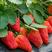 草莓种子红颜草莓白雪公主奶油草莓种籽大果香甜草莓种子水果