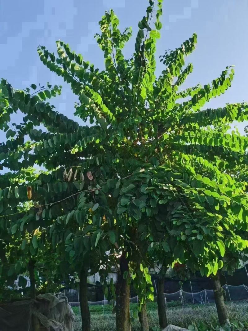 羊蹄甲，香港紫荆，四川羊蹄甲基地出售，成都羊蹄甲批发价格