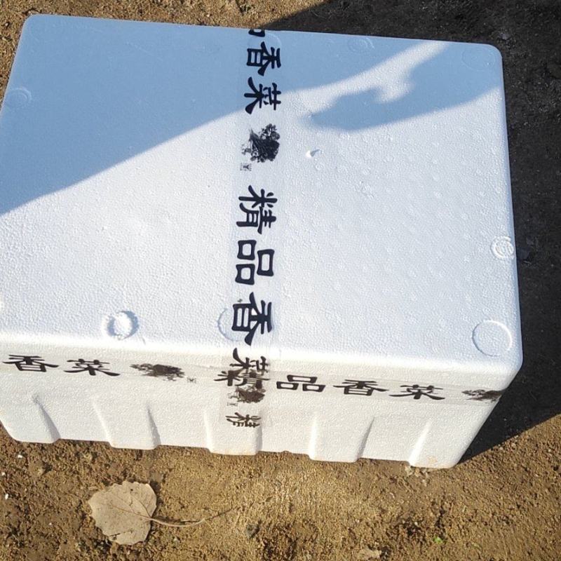 【优选】山东大叶香菜产地直发货源稳定可视频看货欢迎来电