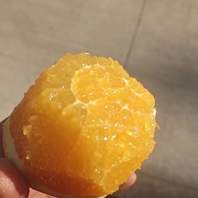 纽荷尔脐橙，中华红脐橙，长虹脐橙，圆红脐橙，九月红脐橙。
