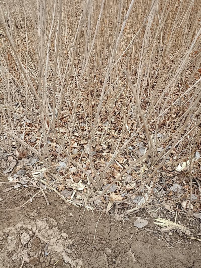 大量低价出售，3-5分枝红王子锦带，锦带球，杯苗