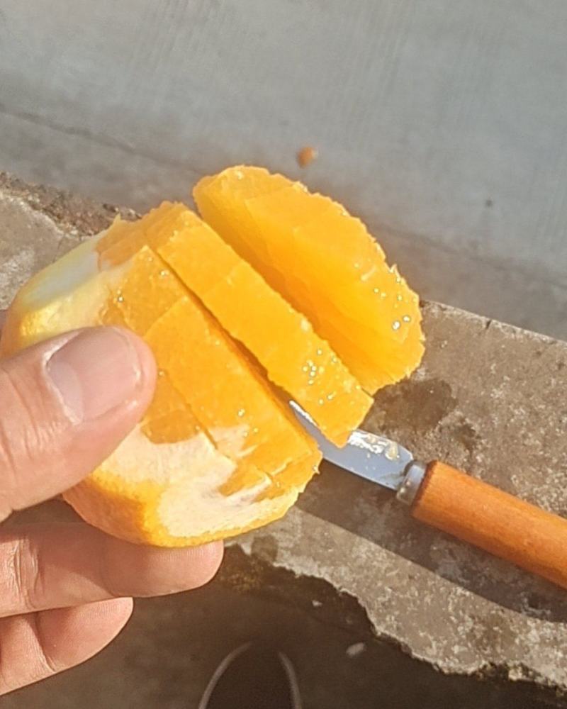 纽荷尔脐橙，中华红脐橙，长虹脐橙，圆红脐橙，九月红脐橙。
