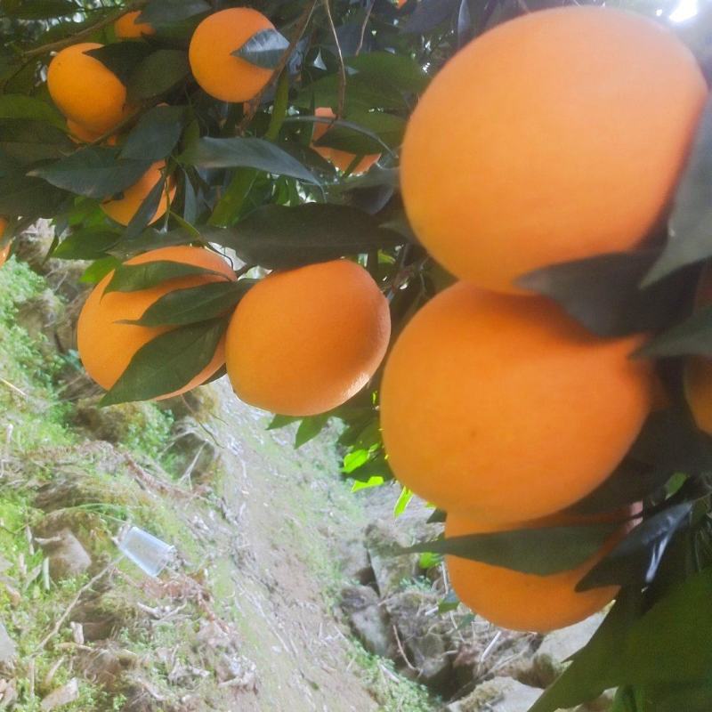 纽荷尔脐橙，中华红脐橙，长虹脐橙，圆红脐橙，九月红脐橙。