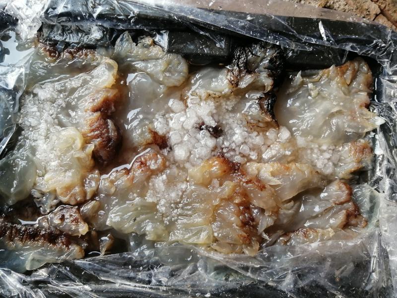 海蜇头，场地直发，一手货源，全国发货，质量有保障
