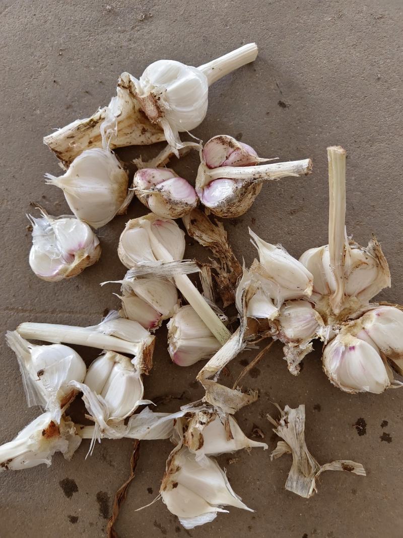 四六瓣鲜蒜各种规格，质量好，成熟度好，腌制