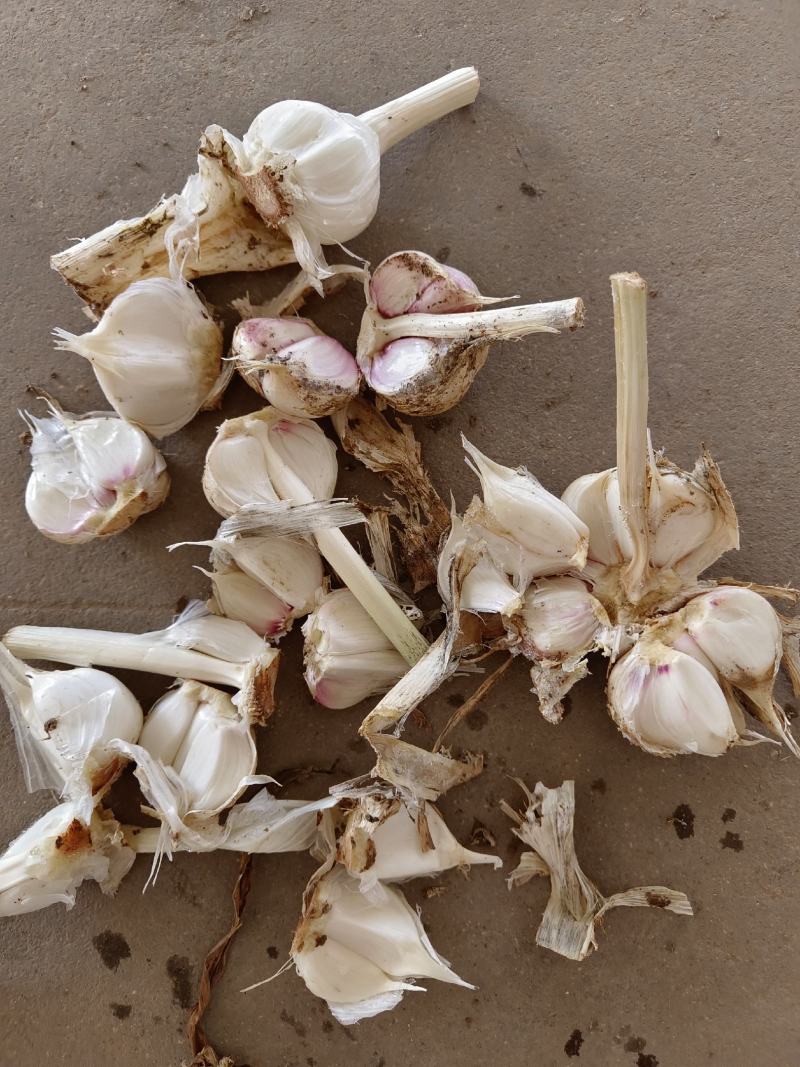 四六瓣鲜蒜各种规格，质量好，成熟度好，腌制