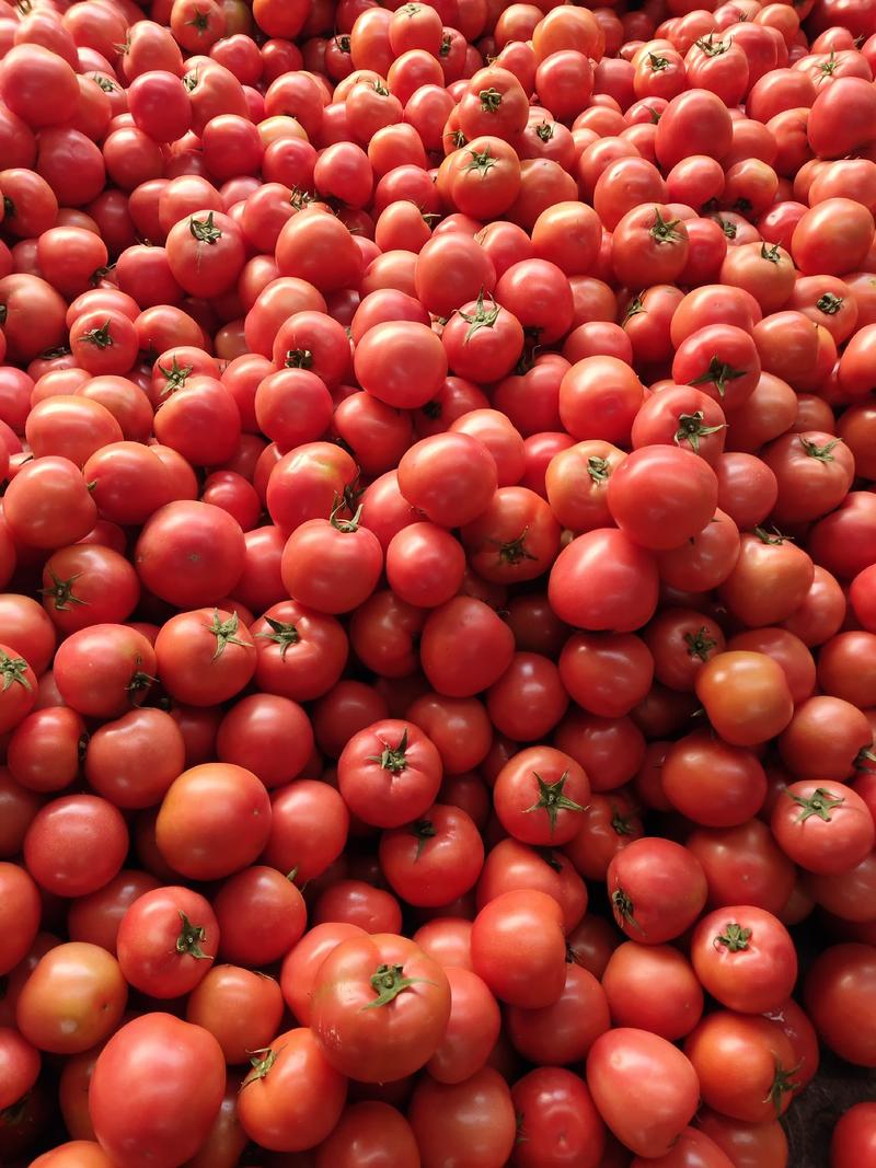 山东费县优质西红柿产地直发货源充足