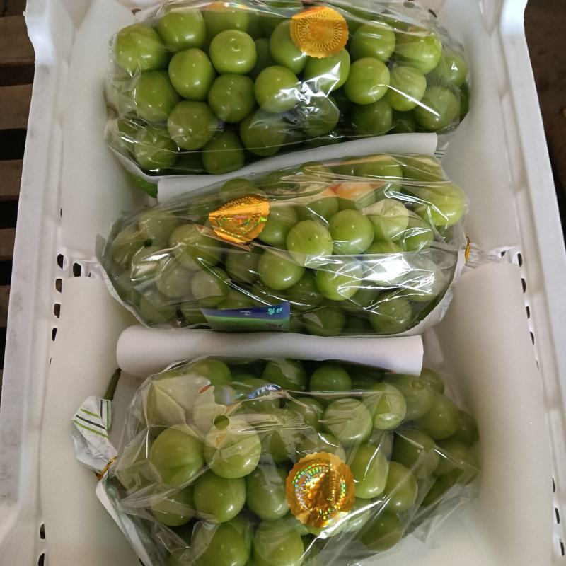 【阳光玫瑰】精品阳光玫瑰葡萄，颗粒大，口感好，欢迎联系