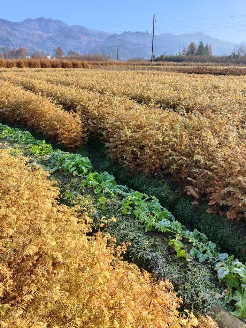 水杉苗，水杉基地，水杉苗价格，优质水杉苗，哪里有水杉苗卖