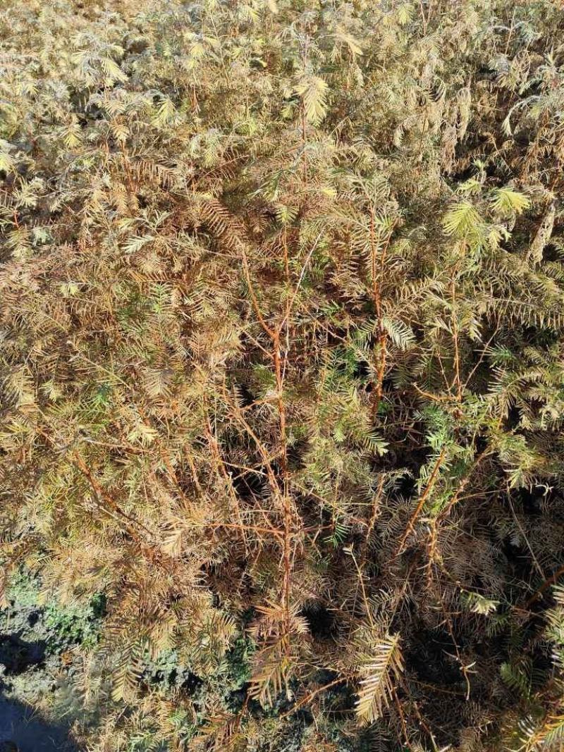 水杉苗，水杉基地，水杉苗价格，优质水杉苗，哪里有水杉苗卖
