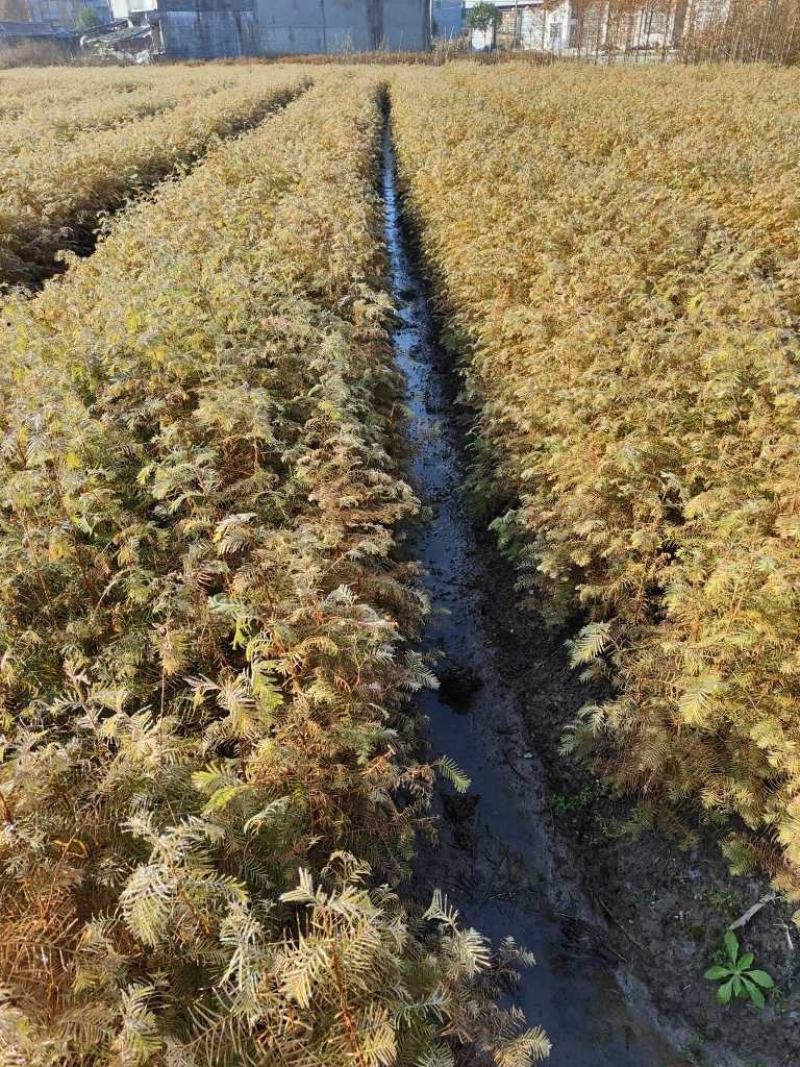 水杉苗，水杉基地，水杉苗价格，优质水杉苗，哪里有水杉苗卖