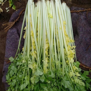 闻名遐迩的芹菜西施，马家沟空心芹菜，色泽鲜嫩，口感脆甜