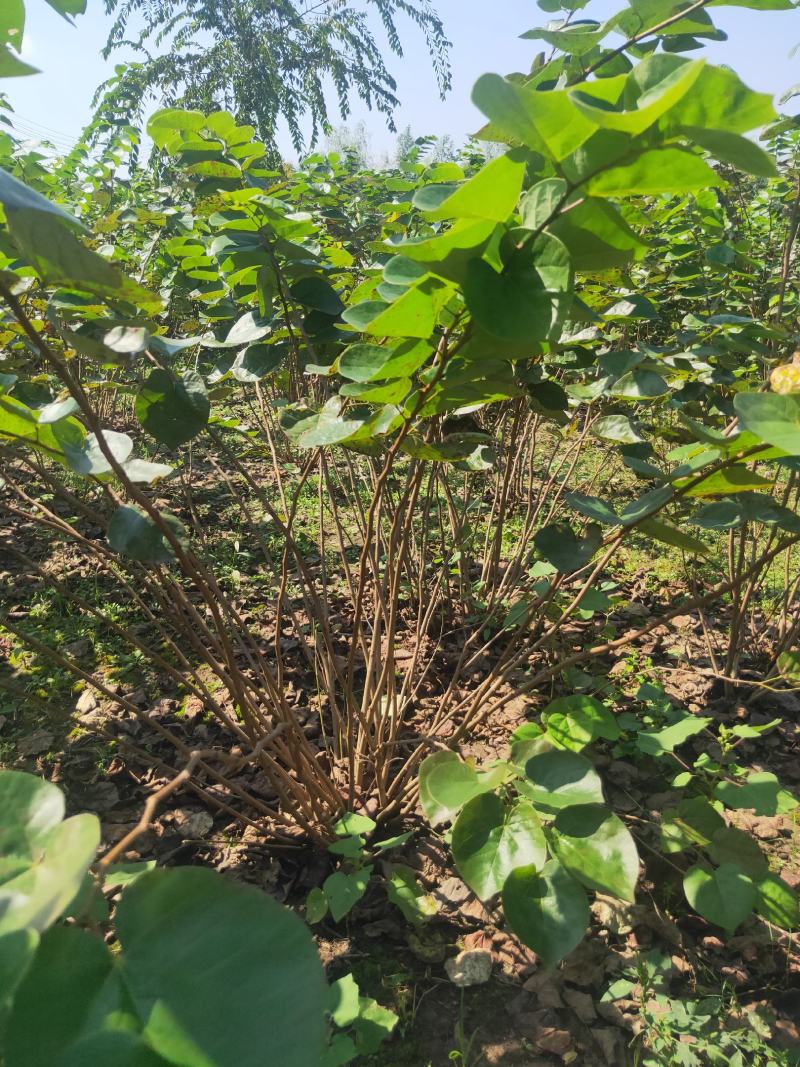 丛生大紫荆货好价优现挖现装基地直发各规格齐全