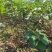 丛生大紫荆货好价优现挖现装基地直发各规格齐全