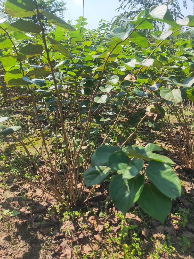 丛生大紫荆货好价优现挖现装基地直发各规格齐全