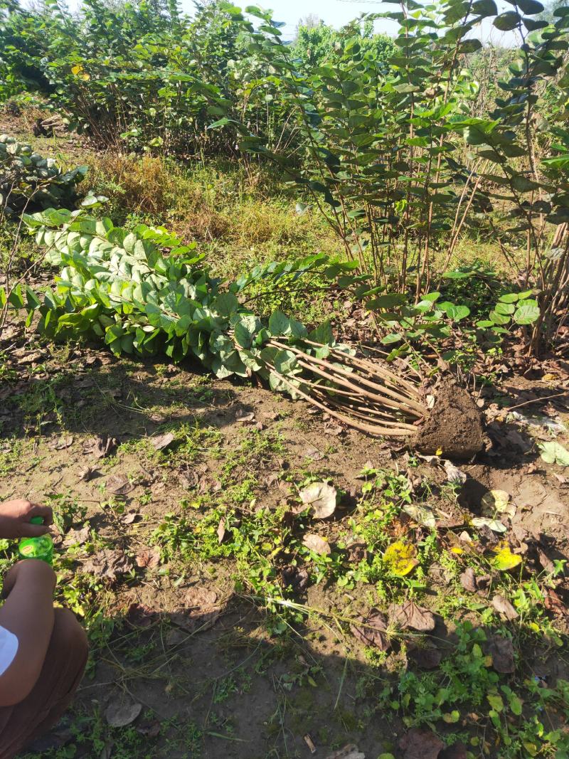 丛生大紫荆货好价优现挖现装基地直发各规格齐全