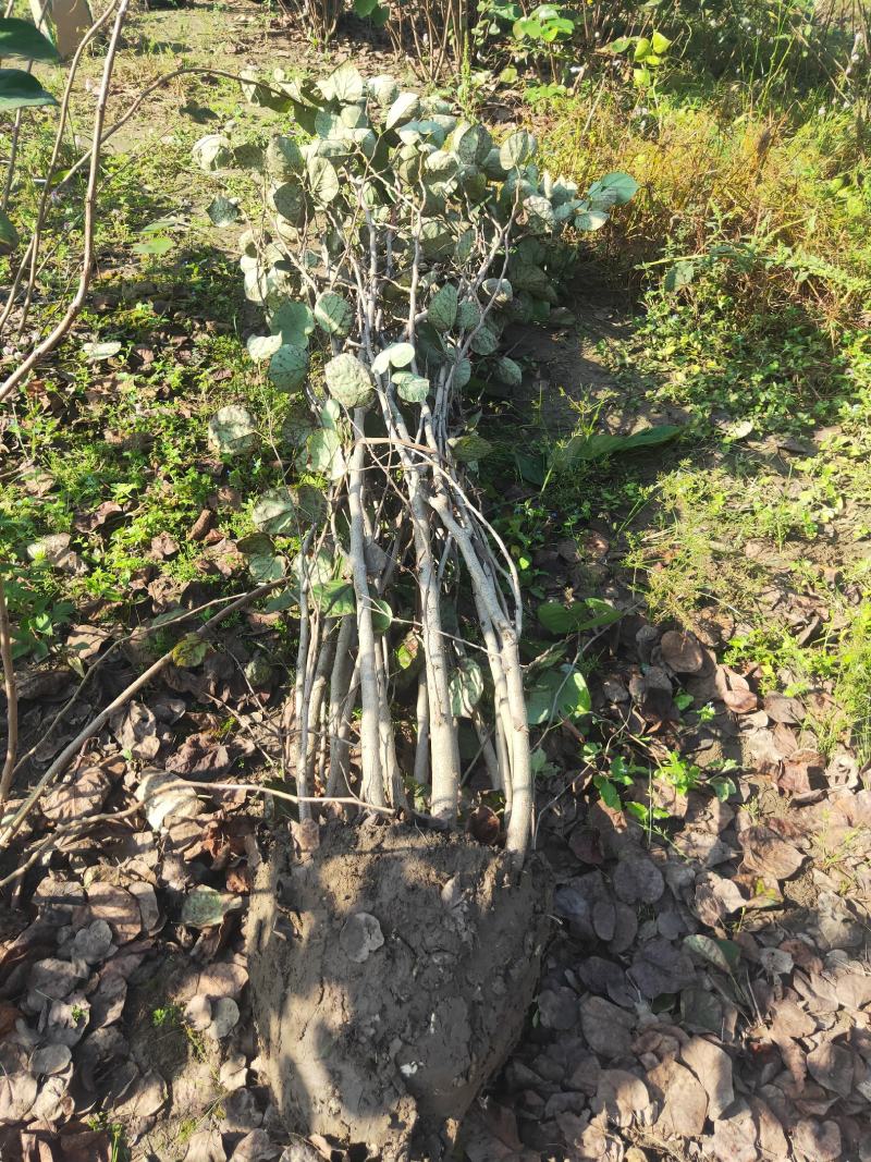 丛生大紫荆货好价优现挖现装基地直发各规格齐全